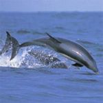 Dolphins jumping